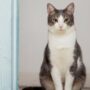 Kucing Mengeong Terus dan Gelisah