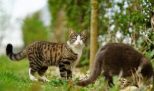 Ngeri! Ini Mitos dan Fakta Nabrak Kucing