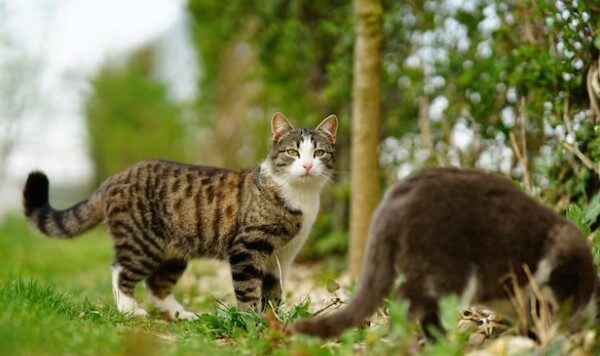 Kisah Nyata Menabrak Kucing, Ini Dia Fakta dan Mitosnya!