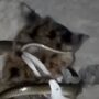 Kucing vs Ular
