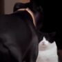 Kucing vs Anjing