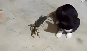 Dua Kucing Ketakutan Saat Dihampiri Kepiting, Keselamatan Nomor Satu