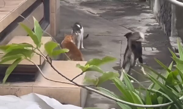 Perebutan Wilayah Antara Kucing Oren vs Kucing Liar, Anjing Bingung Cara Melerai