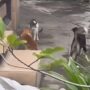 Pertarungan Kucing