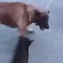 Kucing vs Anjing