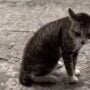 Kucing Kocak