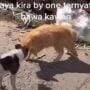 Dikira By One, Si Kucing Oren Ternyata Bawa Kawan