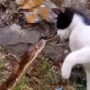 Detik-Detik Menegangkan Kucing Vs Ular, Bikin Ngeri