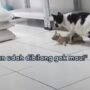 Anak Kucing Ini Menolak Diajak Pulang Oleh Ibunya, Terjadi Adu Mulut