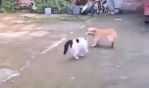 Bukti Perjuangan Ibu Untuk Melindungi Anaknya, Kucing Ini Sikat Habis Anjing Pengganggu