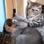 Pasukan Kucing Harus Rela Kalah Dari Seekor Bebek, Bingung Cara Lawannya