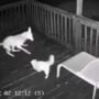 Pertarungan Kucing