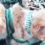 Pertarungan Kucing