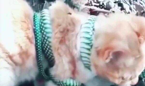 Pertarungan Seru Kucing Vs Ular Hijau,Bikin Merinding