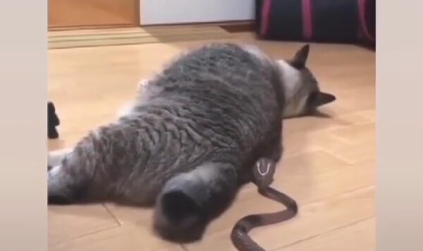 Detik-Detik Kucing Tidur Diganggu dengan Kedatangan Ular Kobra, Endingnya Bikin Ngakak