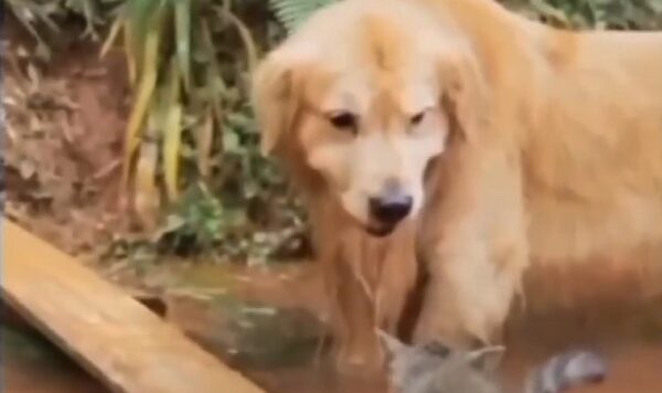 Detik-Detik Penyelamatan Kucing Terjebak di Tengah Sungai, Sang Penyelamat Bikin Kaget