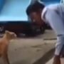 Pertarungan Kucing Kocak