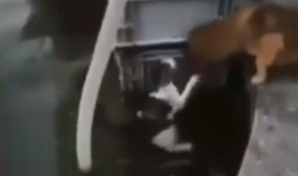 Anjing Baik Hati, Meski Dilukai Tapi Tetap Menolongnya