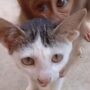 Persahabatan Kucing