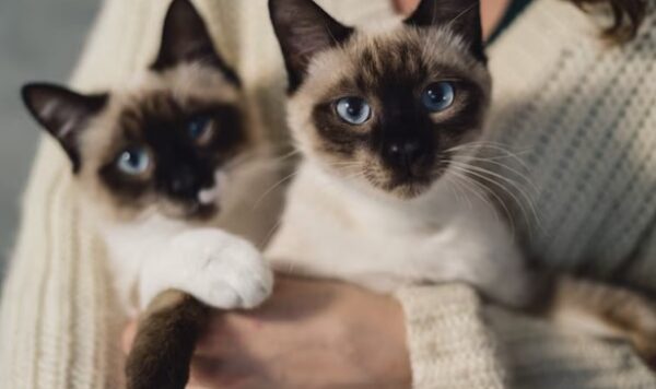 Ciri-Ciri Kucing Cacingan Parah, Kenali Gejalanya dan Atasi dengan Benar