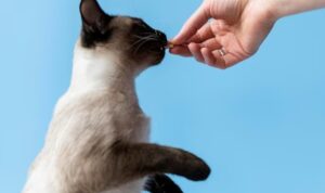 Kucing Bengal Mix Kampung, Ini Dia Asal Usul, Cara Perawatan hingga Keunikannya yang Perlu Diketahui