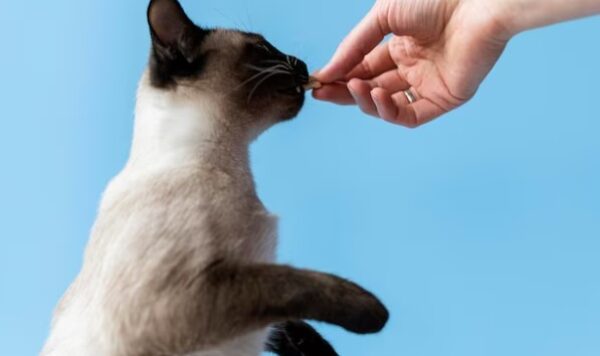 Kucing Bengal Mix Kampung, Ini Dia Asal Usul, Cara Perawatan hingga Keunikannya yang Perlu Diketahui