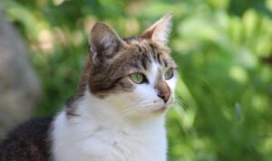 Tengkuk Kucing Bengkak dan Bernanah, Ini Dia Penyebab, Gejala hingga Cara Mengobatinya dengan Benar