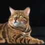 Cara Mengatasi Kucing Nakal, Ketahui Penyebabnya