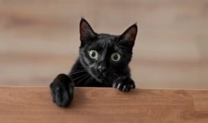 Mitos Kucing Hitam di Jawa, Ketahui Asal Usulnya