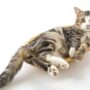 Hukum Menyiksa Kucing di Indonesia