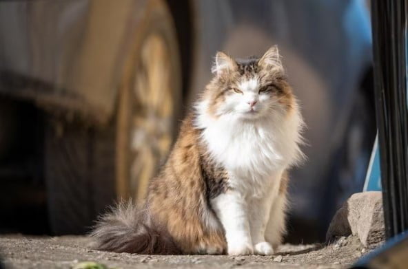 Ciri-ciri Kucing Tua