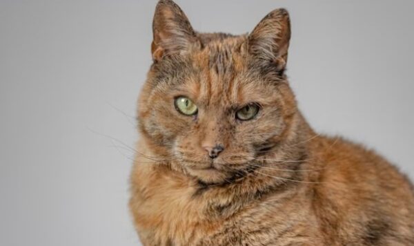 Penyebab Kucing Jalan Sempoyongan dan Cara Mengatasinya dengan Benar