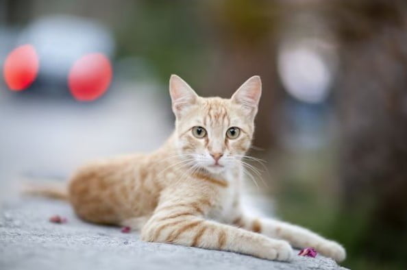 Apa yang Dilakukan Kucing di Saat Kita Tidur?