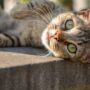 Ciri-ciri Kucing Kampung yang Bagus