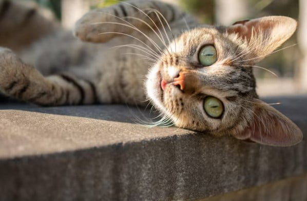 Ciri-ciri Kucing Kampung yang Bagus