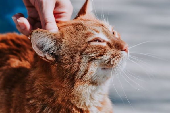 Rahasia Kucing Dalam Islam yang Wajib Diketahui