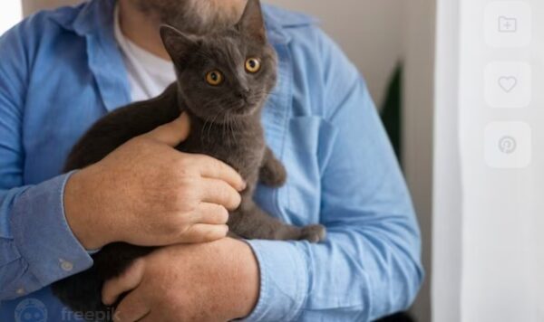 Alasan Australia Membunuh Banyak Kucing