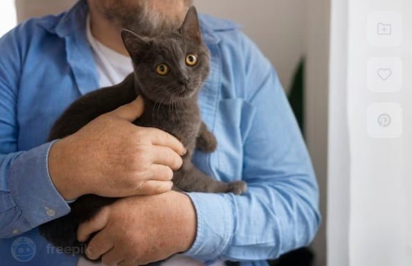 Alasan Australia Membunuh Banyak Kucing