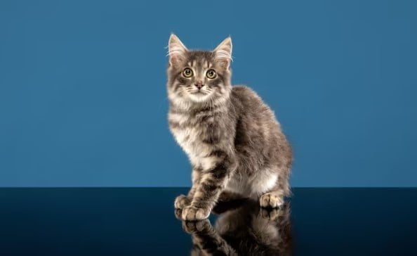 Apakah Kucing Mengerti Bahasa Manusia