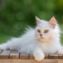 Mitos Kucing Putih Mata Biru