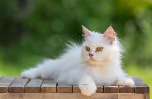 Mitos Kucing Putih Mata Biru