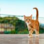 Hadis Nabi Tentang Kucing dan Kisahnya