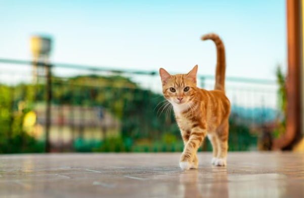 Hadis Nabi Tentang Kucing dan Kisahnya