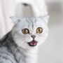 Kucing Termasuk Hewan Apa? Karnivora, Omnivora, atau Herbivora