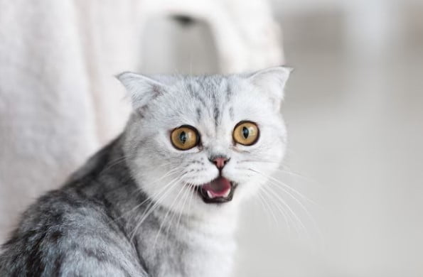 Kucing Termasuk Hewan Apa? Karnivora, Omnivora, atau Herbivora