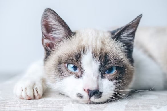 Kenapa Kucing Diciptakan? Ini Jawabannya