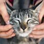 Roh Kucing Setelah Mati Menurut Islam