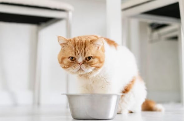Keajaiban Kucing Dalam Islam yang Jarang Diketahui