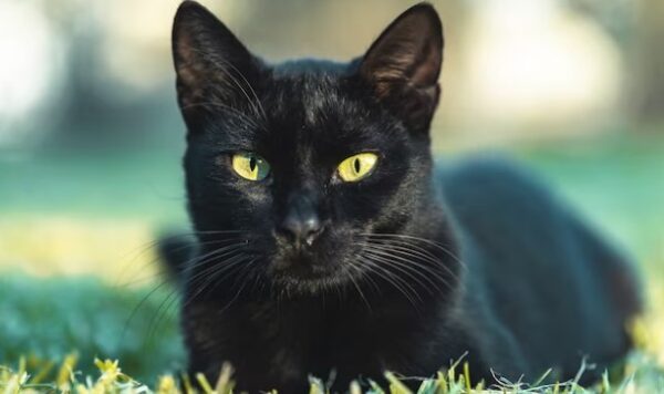 Manfaat Memelihara Kucing Menurut Islam, Mendapat Berkah dari Allah SWT