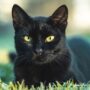manfaat memelihara kucing menurut islam